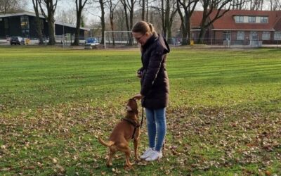 Hoe mijn puppy training zorgde voor inzicht.